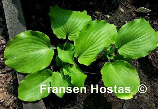 Hosta Holar Red Sea Shell